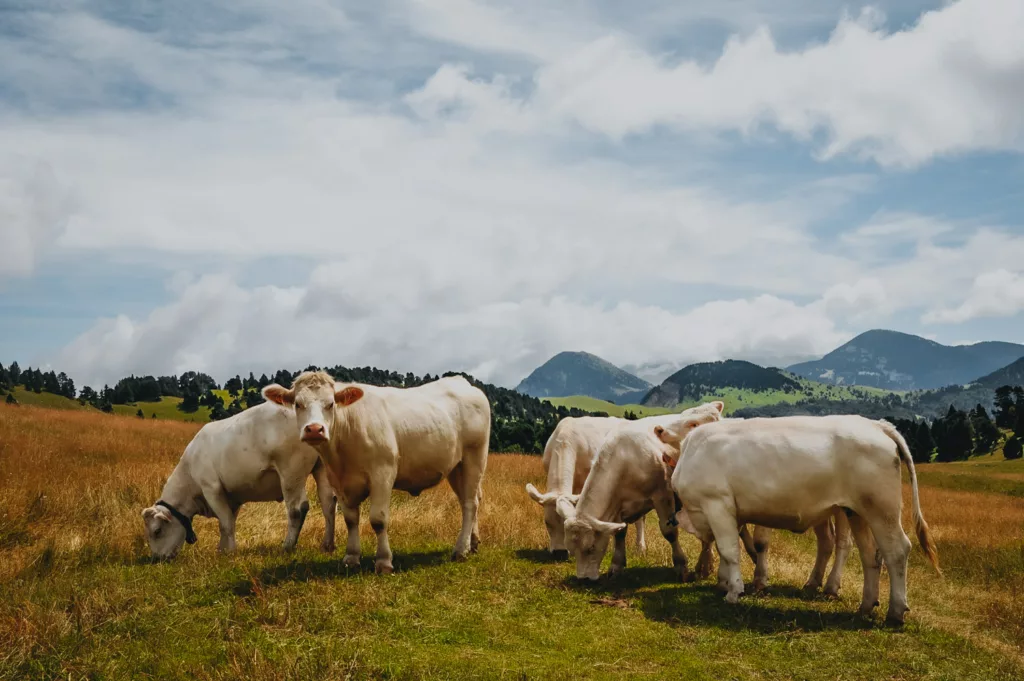 Vaches sur les plateaux du Vercors, vallon de Combeau dans le Drôme.