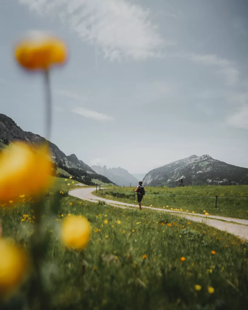 Randonneur marchant sur le plateau des Glières en haute-Savoie au printemps, prairies fleuries.
