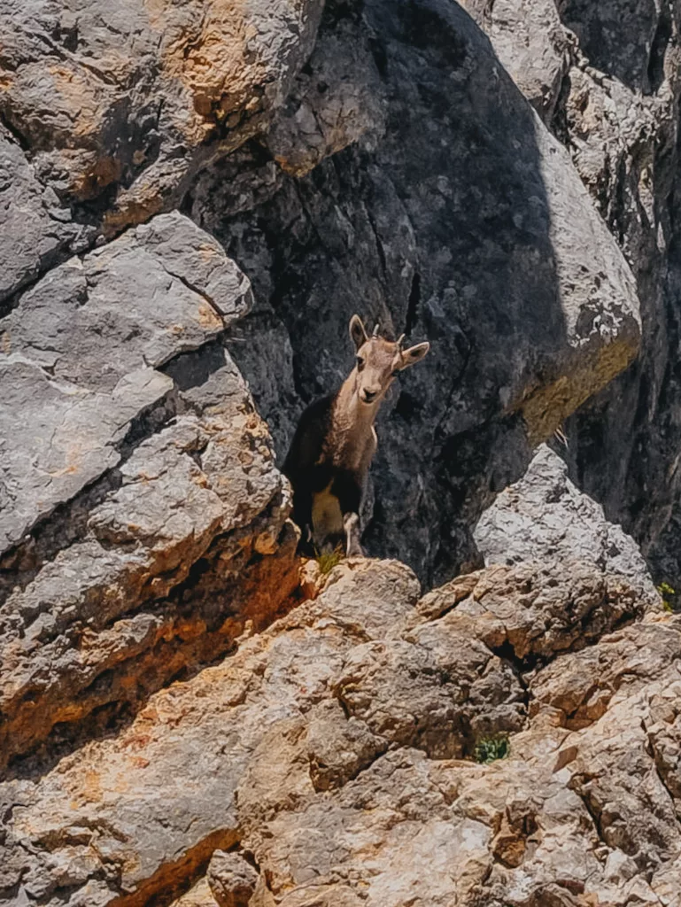 Jeune bouquetin dans le Vercors croisé lors d'une randonné au Pas de l'Œil prêt de la Grande Moucherolle.