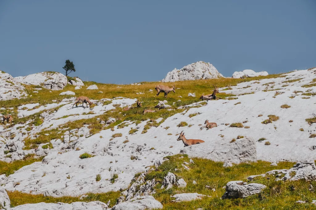 Troupeau de bouquetin à Villard de Lans à la Grande Moucherolle dans le Vercors.