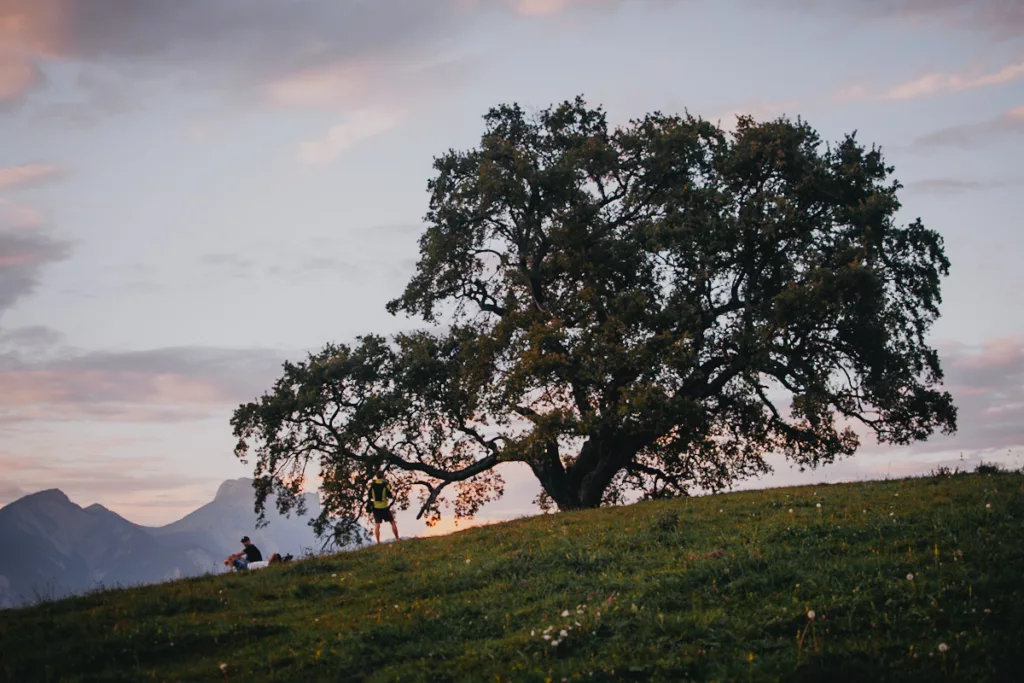 Chêne de Venon, magnifique arbre au-dessus de la vallée de Grenoble en Isère au coucher du soleil.
