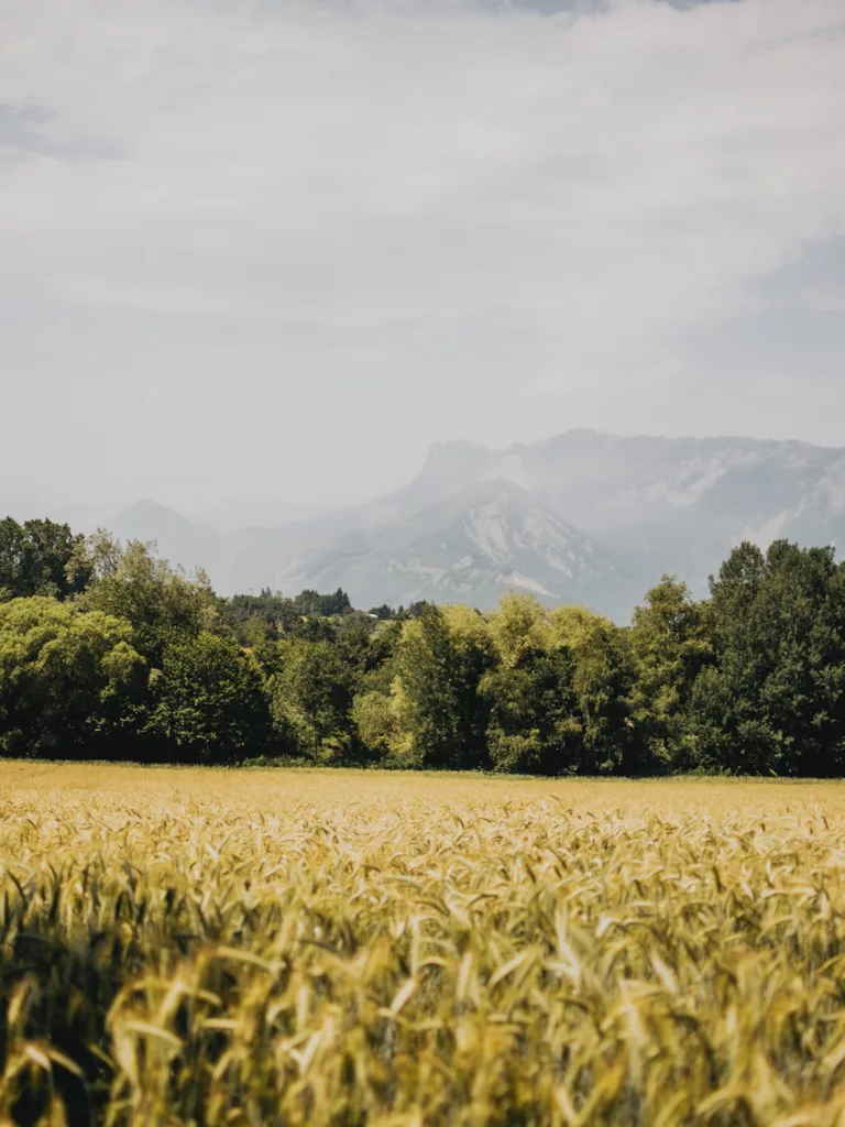 RAndonnée autour de l'étang de Haute-Jarrie, vue sur les champs de blé