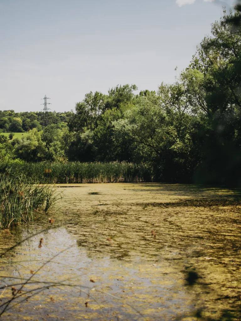 RAndonnée autour de l'étang de Haute-Jarrie, un endroit a la biodiversité remarquable