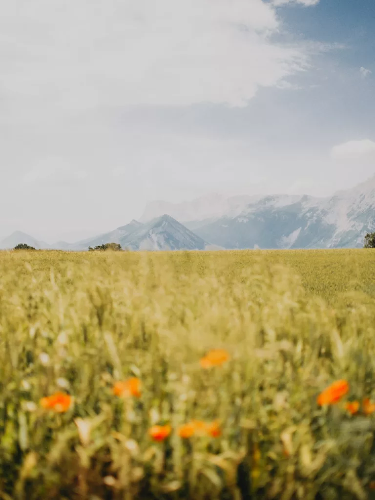 RAndonnée autour de l'étang de Haute-Jarrie, les champs et le vercors en arriere plan