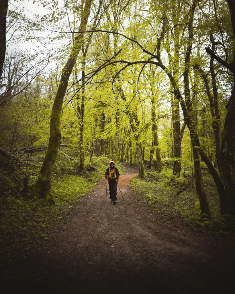 berges du Rhône et foret