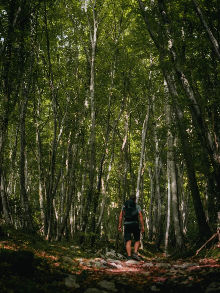 Dans la forêt qui mène à la tourbière du Peuil. Une randonnée simple à rejoindre depuis Grenoble en transport en commun.