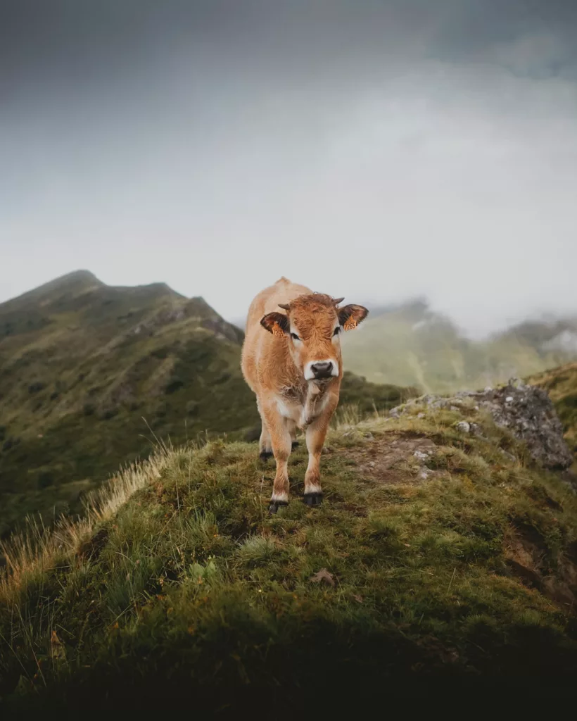 Trek dans le cantal, photo de vache dans le Cantal lors d'une randonnée proche des Monts du Cantal dans le massif central.
