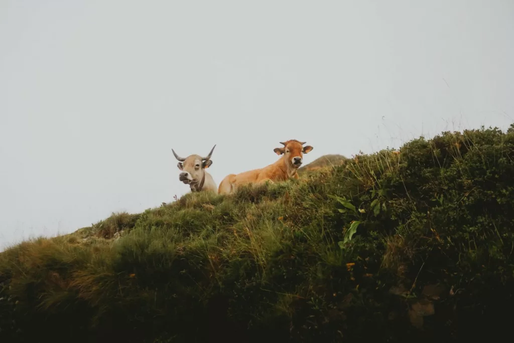 Trek dans le cantal, les habitantes des montagnes, vache du Cantal, randonnée et trek dans le cantal sur le GR400.