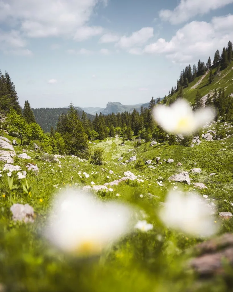 Alpages de fleuris de Petetoz en montant à la Pointe de Chalune, randonnée en Haute-Savoie proche de Genève.
