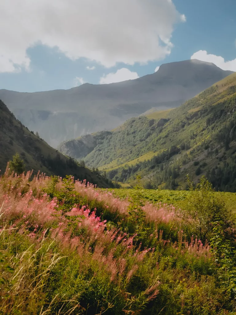 Vallée de Prapic, fleurs de montagne dans les Hautes-Alpes, parc des Écrins.