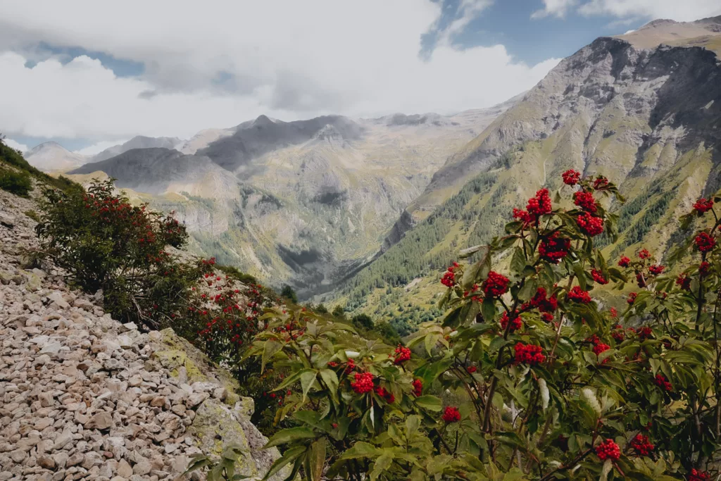 Fleurs de montagne dans le parc national des Écrins, randonnée à Prapic dans les Hautes-Alpes.
