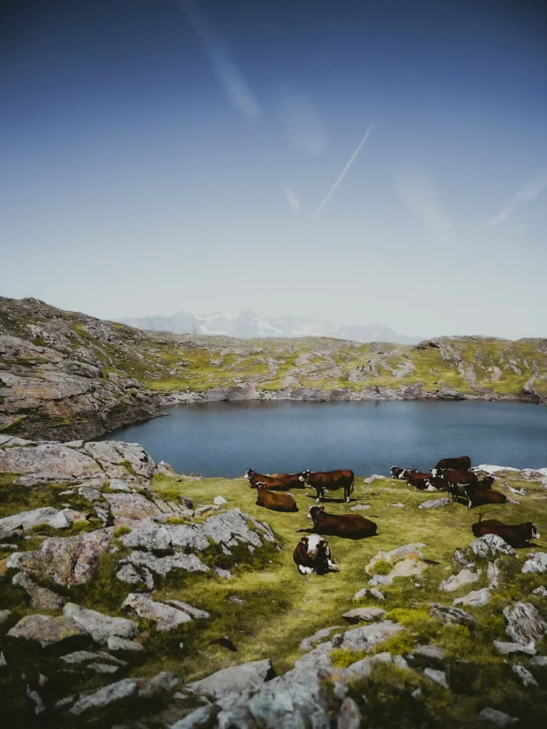 Plateau d'Emparis, randonnée panoramique dans les Hautes-Alpes face au massif de l'Oisans et des Écrins Vaches au bord du lac Lérié