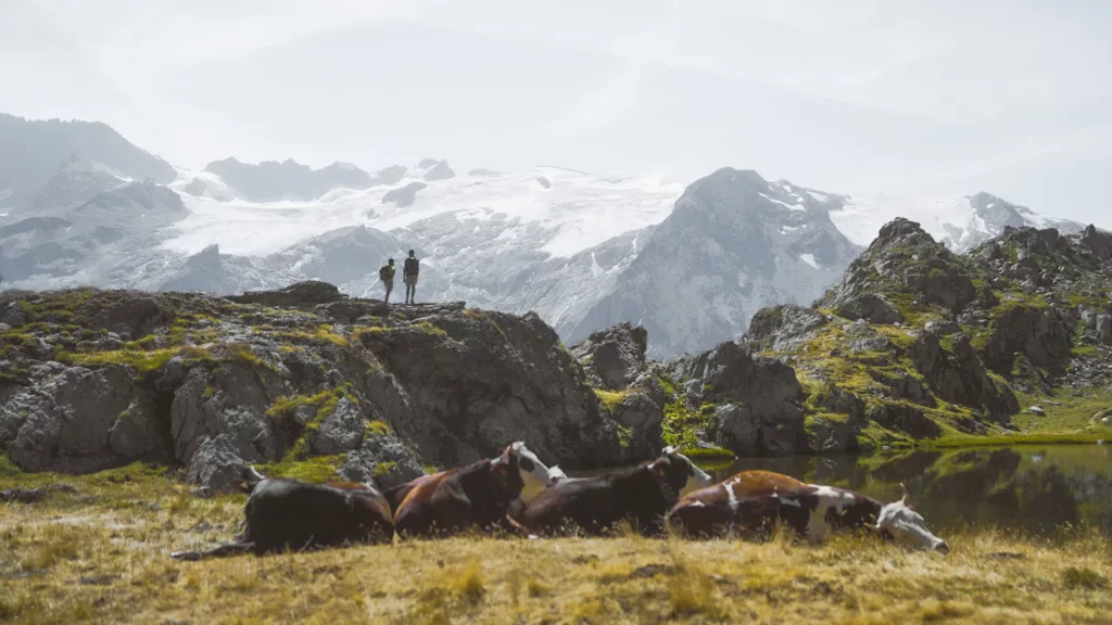Vaches devant le lac Lérié dans le massif des Écrins, sur le plateau d'Emparis. Randonnée dans les Hautes-Alpes proches de l'Isère.