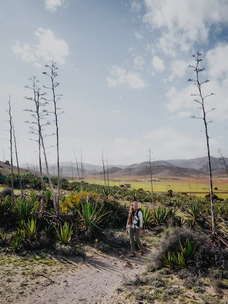 Itinéraire de randonnée dans le parc naturel de Cabo de Gata-Níjar en Espagne. Agave sur la plge de Monsul.