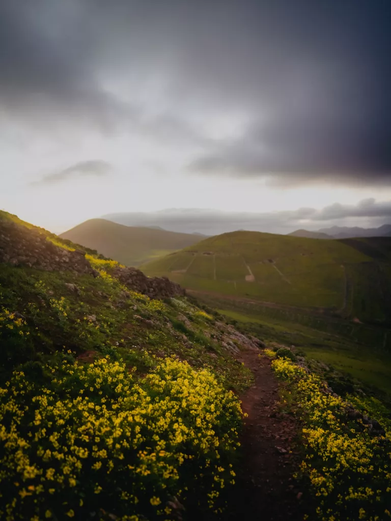Montaña Blanca au coucher du doleil, Lanzarote en février : décors fleuri sur le GR131, trek à Lanzarote.