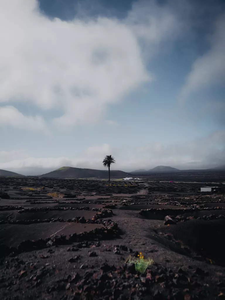 Champ de lave de la Geria, culture des vignes unique au monde à lanzarote sur les îles Canaries.