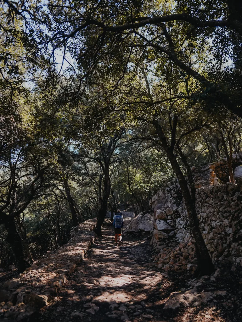 Chemin en pierre et forêt de chênes verts sur le GR221 à Majorque.