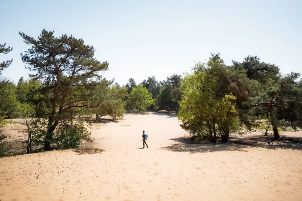 Parc national de la Haute Campine (Hoge Kempen), randonner sur le National Park Trail en Belgique (Flandre) : guide complet pour réaliser ce trek.