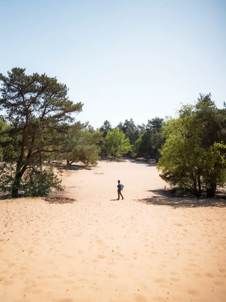 Dune de Duinengordel et Ousberg : zone sableuse dans le parc naturel de la Haute Campine (Hoge Kempen)