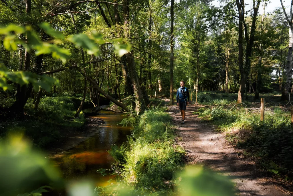 La forêt enchantée dans le parc naturel de la Haute Campine (Hoge Kempen)