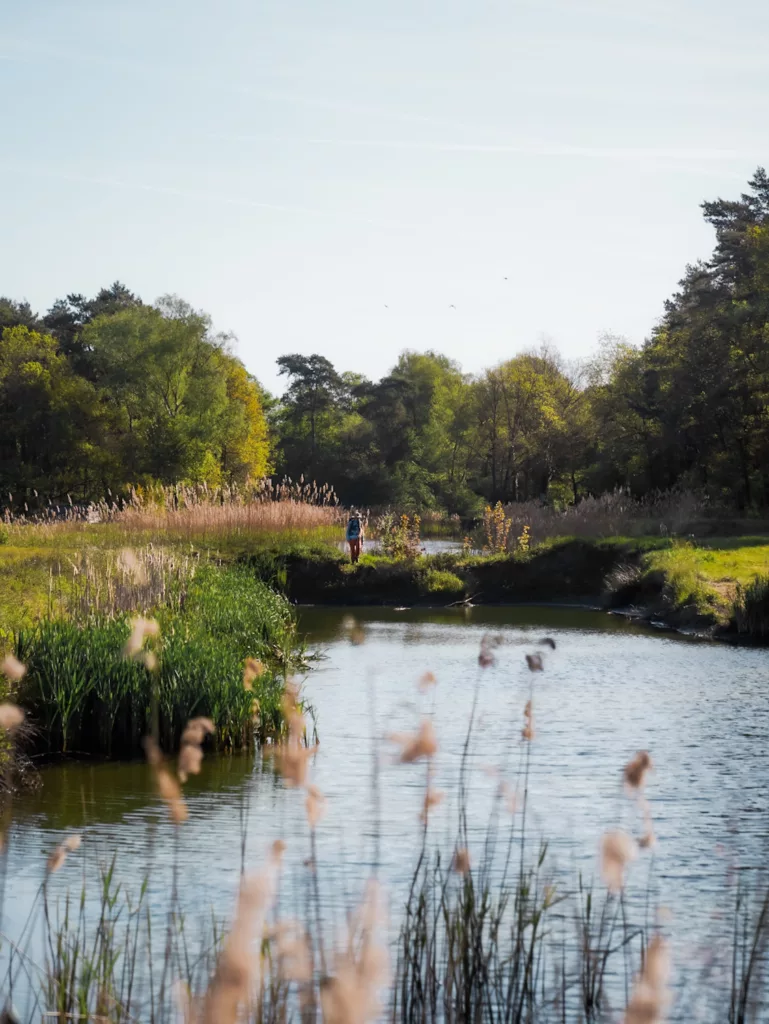 Zone d'étangs en Flandre (Belgique) Park Natureel Hoge Kempen
