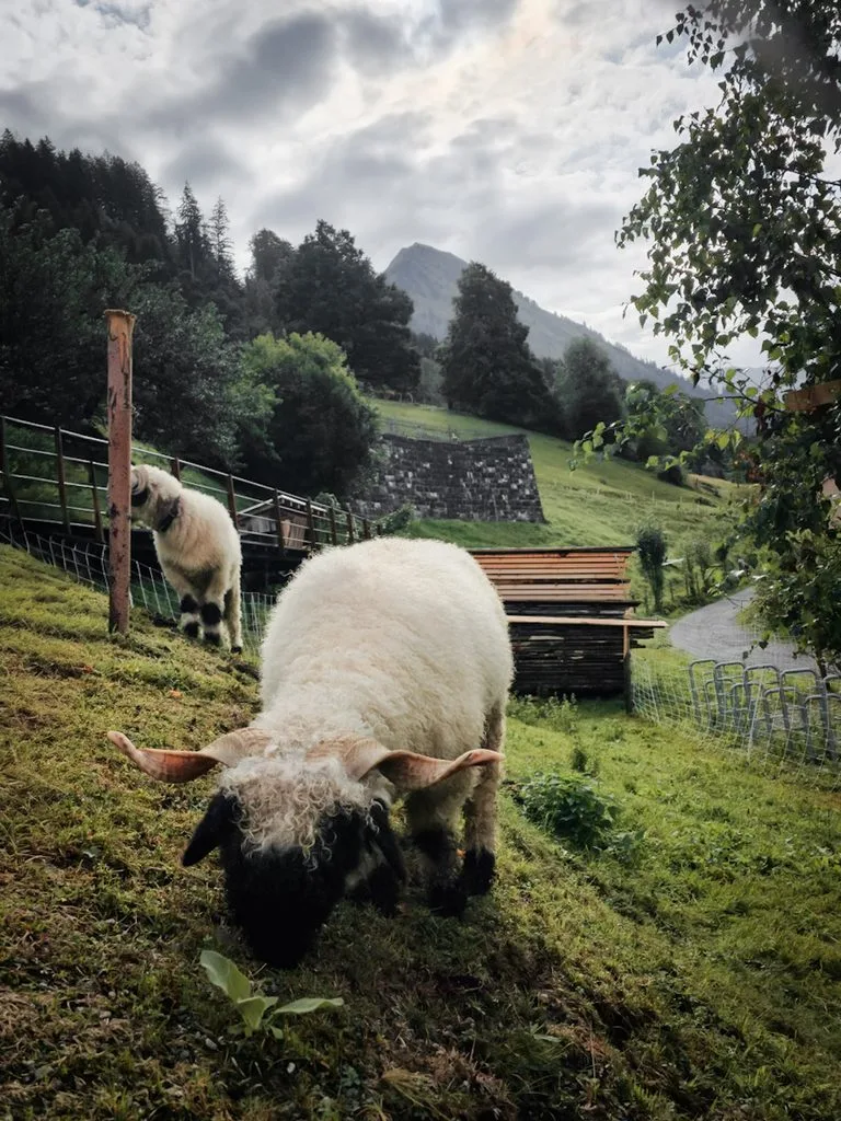 Un mouton a nez noir en Autriche