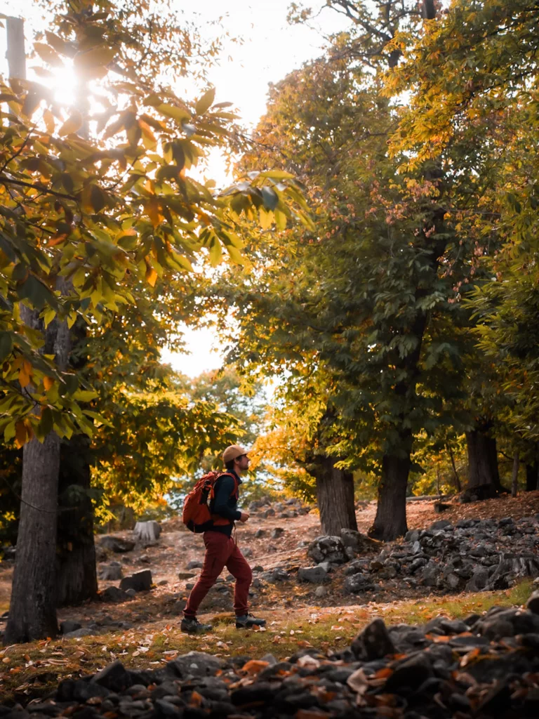 Châtaigneraie de Fully en automne lors de la fête de la châtaigne.