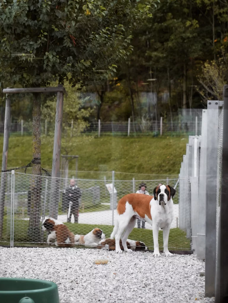 Barryland : rencontre avec les Saint-Bernard à Martigny.