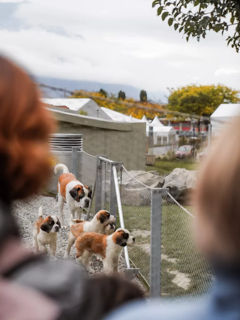 Barryland : rencontre avec les Saint-Bernard à Martigny.